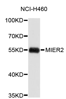 Western blot - MIER2 Polyclonal Antibody 