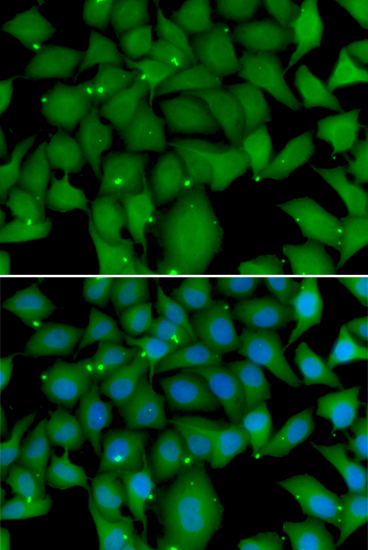 Immunofluorescence - BCL2L15 Polyclonal Antibody 