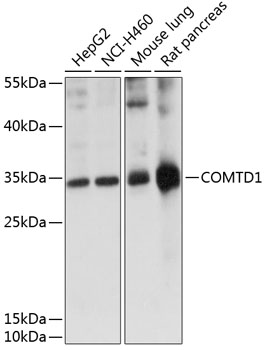 Western blot - COMTD1 Polyclonal Antibody 