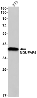 Western blot detection of NDUFAF5 in 3T3 cell lysates using NDUFAF5 Rabbit pAb(1:1000 diluted).Predicted band size:39kDa.Observed band size:39kDa.