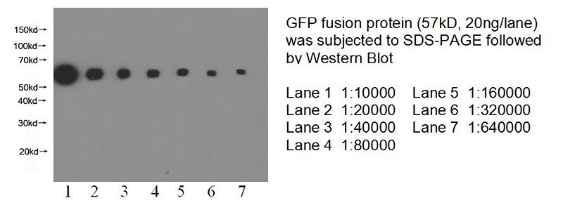 WB result of eGFP fusion protein with anti-eGFP tag(Catalog No:117318) with GFP fusion protein at varous dilutions.