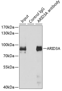 Immunoprecipitation - ARID3A Polyclonal Antibody 