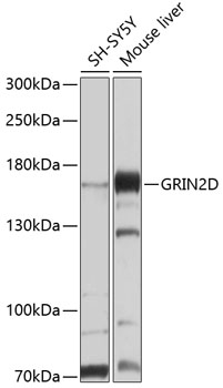 Western blot - GRIN2D Polyclonal Antibody 