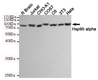 Western blot detection of Hsp90 alpha in R Brain,Jurkat,CHO-K1,COS7,C6,3T3 and Hela cell lysates using Hsp90 alpha mouse mAb (1:1000 diluted). Predicted band size:90KDa. Observed band size:90KDa.