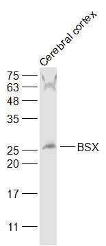 Fig1: Sample:; Cerebral cortex (Mouse) Lysate at 40 ug; Primary: Anti-BSX at 1/1000 dilution; Secondary: IRDye800CW Goat Anti-Rabbit IgG at 1/20000 dilution; Predicted band size: 26 kD; Observed band size: 26 kD