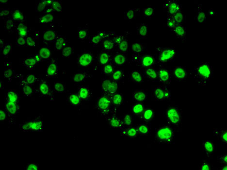 Immunofluorescence - GABPB1 Polyclonal Antibody 