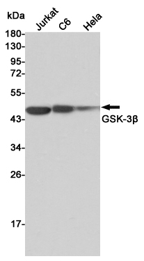 Western blot detection of GSK-3β in Jurkat,C6 and Hela cell lysates using GSK-3β mouse mAb (1:2000 diluted).Predicted band size:46KDa.Observed band size:46KDa.