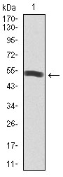 Western blot analysis using PIK3R1 mAb against human PIK3R1 recombinant protein. (Expected MW is 53.4 kDa)