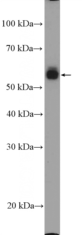 HL-60 cells were subjected to SDS PAGE followed by western blot with Catalog No:109053(CD14 Antibody) at dilution of 1:600
