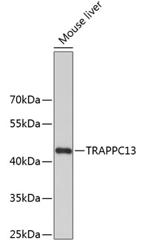 Western blot - TRAPPC13 Polyclonal Antibody 