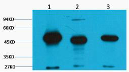 Western blot analysis of 1) Mouse Brain Tissue, 2) Rat Brain tissue, diluted at 1:2000.