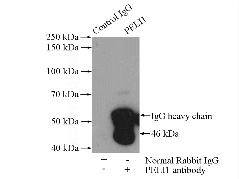 IP Result of anti-PELI1 (IP:Catalog No:113650, 4ug; Detection:Catalog No:113650 1:300) with SH-SY5Y cells lysate 3000ug.