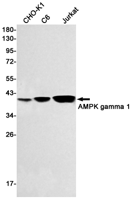 Western blot detection of AMPK gamma 1 in CHO-K1,C6,Jurkat cell lysates using AMPK gamma 1 Rabbit mAb(1:500 diluted).Predicted band size:38kDa.Observed band size:38kDa.