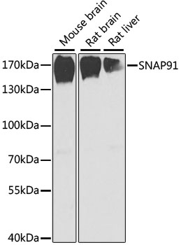 Western blot - SNAP91 Polyclonal Antibody 
