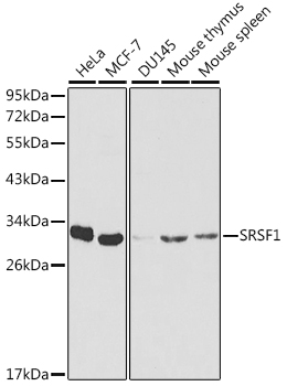 Western blot - SRSF1 Polyclonal Antibody 