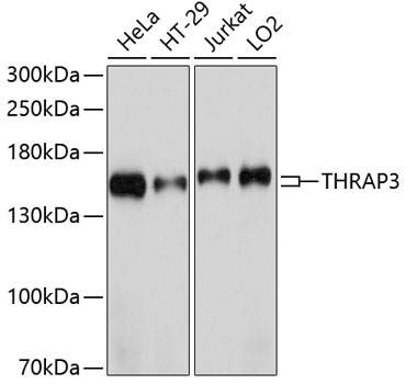 Western blot - THRAP3 Polyclonal Antibody 