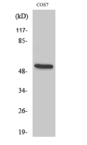 Fig1:; Western Blot analysis of various cells using CD2BP2 Polyclonal Antibody diluted at 1: 1000