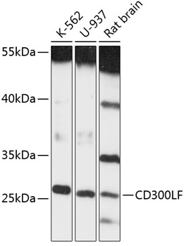 Western blot - CD300LF Polyclonal Antibody 