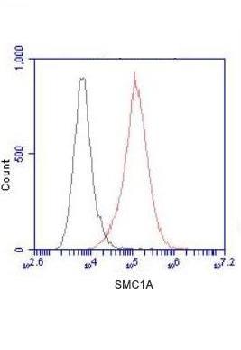 Flow Cytometry analysis of HeLa cells stained with SMC1A (N-terminus) (red, 1/100 dilution), followed by FITC-conjugated goat anti-mouse IgG. Black line histogram represents the isotype control, normal mouse IgG.