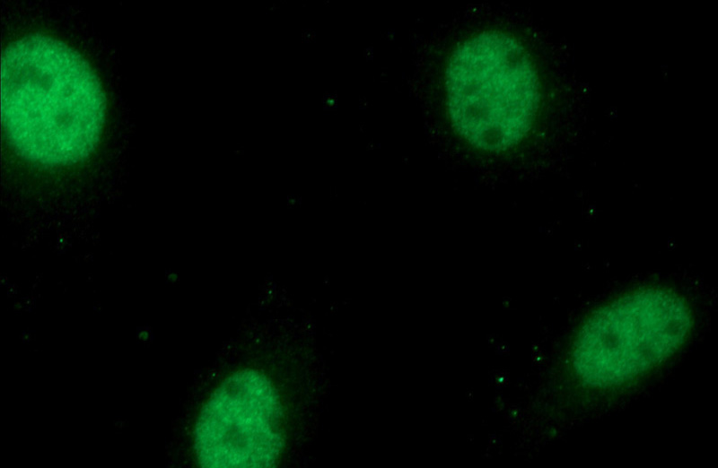 Immunofluorescent analysis of HeLa cells using Catalog No:109332(CKS2 Antibody) at dilution of 1:50 and Alexa Fluor 488-congugated AffiniPure Goat Anti-Rabbit IgG(H+L)