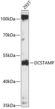 Western blot - DCSTAMP Polyclonal Antibody 