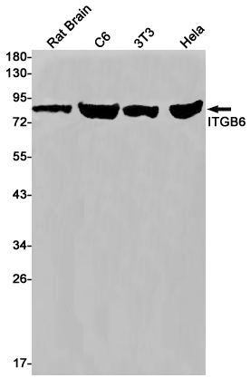 Western blot detection of ITGB6 in Rat Brain,C6,3T3,Hela cell lysates using ITGB6 Rabbit pAb(1:1000 diluted).Predicted band size:86kDa.Observed band size:86kDa.