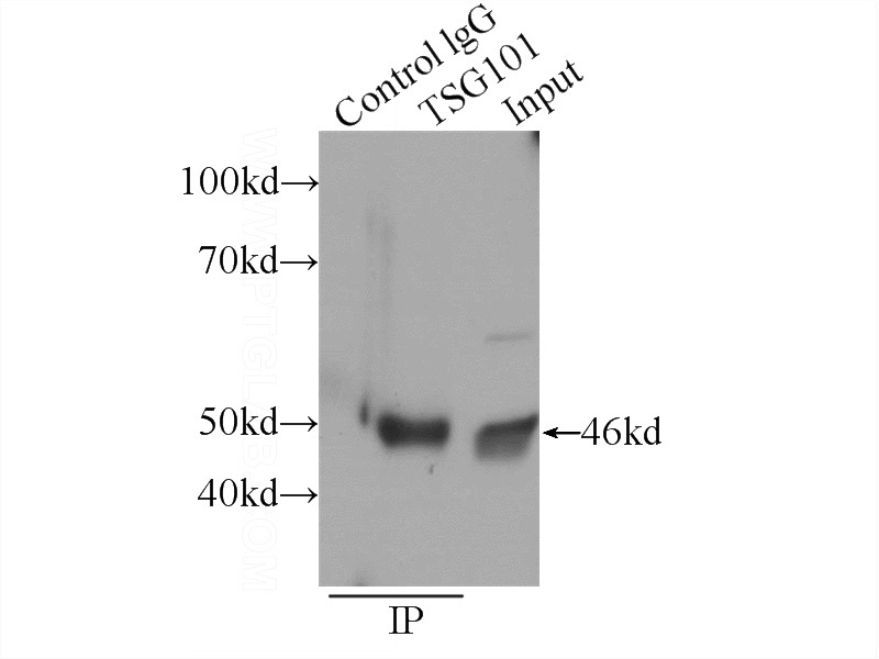 IP Result of anti-TSG101 (IP:Catalog No:116428, 3ug; Detection:Catalog No:116428 1:500) with HeLa cells lysate 1320ug.