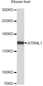 Western blot - ATRNL1 Polyclonal Antibody 