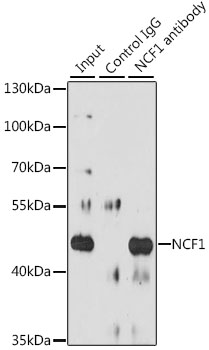 Immunoprecipitation - NCF1 Polyclonal Antibody 
