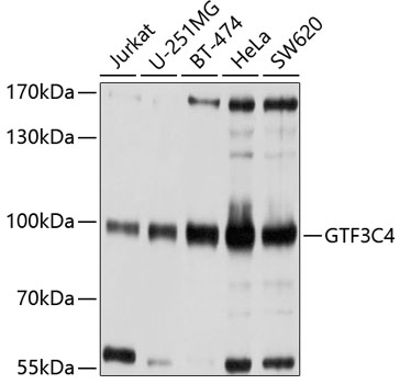 Western blot - GTF3C4 Polyclonal Antibody 