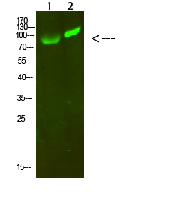 Fig1:; Western Blot analysis of 1,293T 2,hela cells using primary antibody diluted at 1:1000(4°C overnight). Secondary antibody：Goat Anti-rabbit IgG IRDye 800( diluted at 1:5000, 25°C, 1 hour)