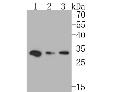 Fig1:; Western blot analysis of GM648 on different lysates. Proteins were transferred to a PVDF membrane and blocked with 5% BSA in PBS for 1 hour at room temperature. The primary antibody ( 1/500) was used in 5% BSA at room temperature for 2 hours. Goat Anti-Rabbit IgG - HRP Secondary Antibody (HA1001) at 1:5,000 dilution was used for 1 hour at room temperature.; Positive control:; Lane 1: Mouse placenta tissue lysate; Lane 2: Mouse heart tissue lysate; Lane 3: Mouse cerebellum tissue lysate