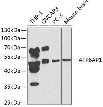Western blot - ATP6AP1 Polyclonal Antibody 