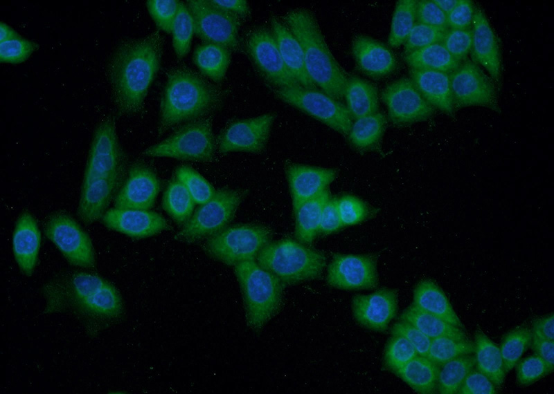 Immunofluorescent analysis of HeLa cells using Catalog No:110497(EXD1 Antibody) at dilution of 1:50 and Alexa Fluor 488-congugated AffiniPure Goat Anti-Rabbit IgG(H+L)