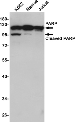 Western blot detection of PARP in K562,Ramos,Jurkat cell lysates using PARP (10C2) Mouse mAb(1:1000 diluted).Predicted band size:116KDa.Observed band size:116/89KDa.