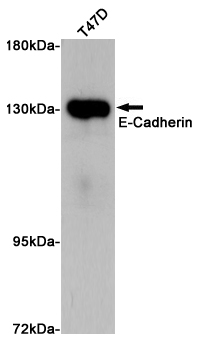 Western blot analysis of extract from T47D cells using E-Cadherin Rabbit pAb at 1:1000 dilution. Predicted band size: 135kDa. Observed band size: 135kDa.