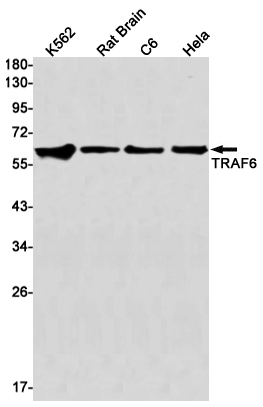 Western blot detection of TRAF6 in K562,Rat Brain,C6,Hela cell lysates using TRAF6 Rabbit mAb(1:1000 diluted).Predicted band size:60kDa.Observed band size:60kDa.