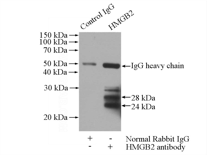 IP Result of anti-HMGB2 (IP:Catalog No:111479, 4ug; Detection:Catalog No:111479 1:500) with HEK-293 cells lysate 1200ug.