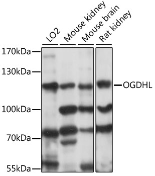 Western blot - OGDHL Polyclonal Antibody 