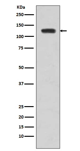 Western blot analysis of JAK2 expression in Jurkat cell lysate.