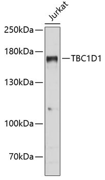 Western blot - TBC1D1 Polyclonal Antibody 