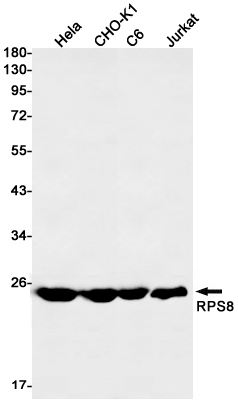 Western blot detection of RPS8 in Hela,CHO-K1,C6,Jurkat cell lysates using RPS8 Rabbit mAb(1:1000 diluted).Predicted band size:24kDa.Observed band size:24kDa.