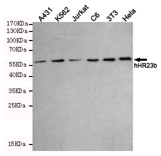 Western blot detection of hHR23b in A431,K562,Jurkat,C6,3T3 and Hela cell lysates using hHR23b mouse mAb (1:1000 diluted).Predicted band size:58KDa.Observed band size:58KDa.Exposure time:5min.