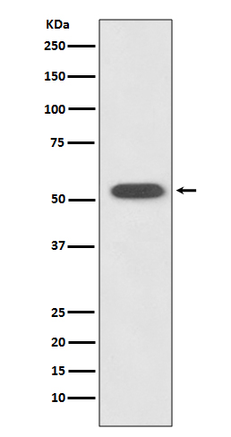 Western blot analysis of HSPA14 expression in K562 cell lysate.