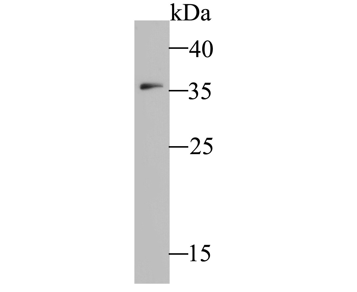 Fig1:; Western blot analysis of IL18 binding protein on K562 cell lysate. Proteins were transferred to a PVDF membrane and blocked with 5% BSA in PBS for 1 hour at room temperature. The primary antibody ( 1/500) was used in 5% BSA at room temperature for 2 hours. Goat Anti-Rabbit IgG - HRP Secondary Antibody (HA1001) at 1:5,000 dilution was used for 1 hour at room temperature.