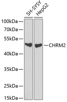 Western blot - CHRM2 Polyclonal Antibody 