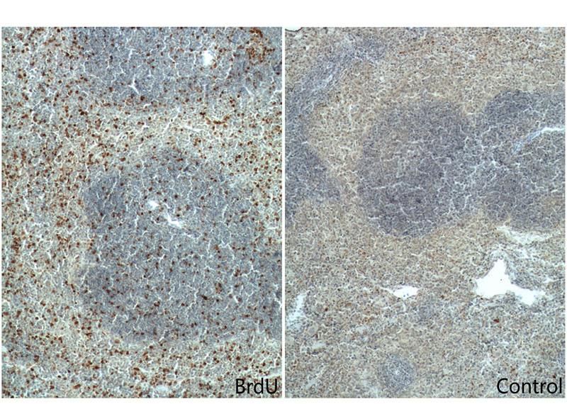 Immunohistochemistry of paraffin-embedded mouse spleen tissue slide (with/without BrdU feeding) using Catalog No:107023(BrDu Antibody) at dilution of 1:400 (under 10x lens). Heat mediated antigen retrieved with Tris-EDTA buffer(pH9).