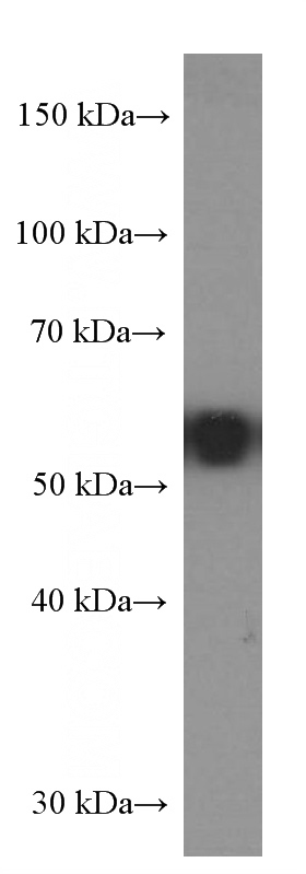 HeLa cells were subjected to SDS PAGE followed by western blot with Catalog No:107460(PDCD4 Antibody) at dilution of 1:4000