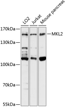 Western blot - MKL2 Polyclonal Antibody 