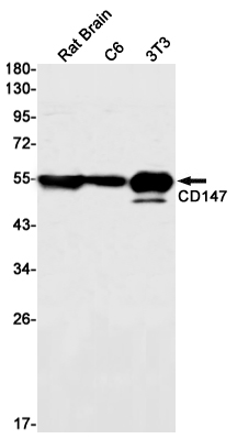 Western blot detection of CD147 in Rat Brain,C6,3T3 cell lysates using CD147 Rabbit mAb(1:1000 diluted).Predicted band size:43kDa.Observed band size: 38-58kDa.